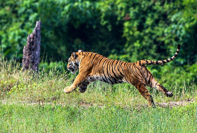 Image from: Lepaskan harimau bukan sekadar buka pintu sangkar