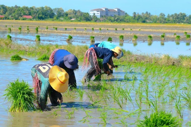 Image from: Insentif dan subsidi bantu pesawah hadapi lonjakan kos
