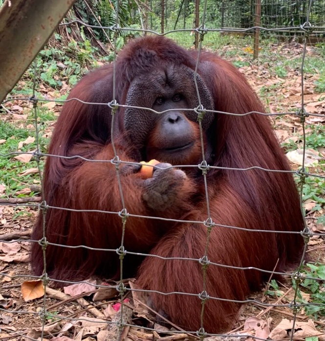Image from: Yayasan OUI sasar tambah 50 ekor Orang Utan di Bukit Merah