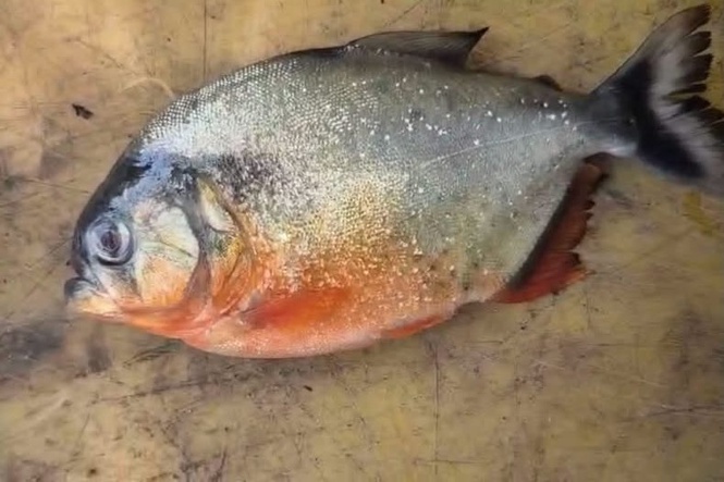 Image from: Ikan pemangsa di Empangan Klau konsisten ciri pirana