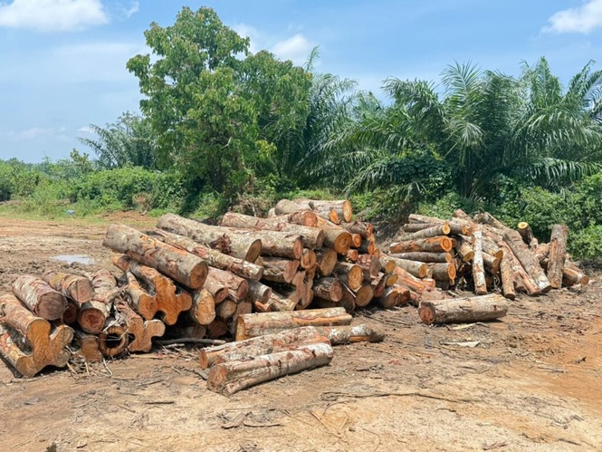 Image from: PGA rampas kayu tidak bercukai, sita peralatan lebih RM1.4 juta
