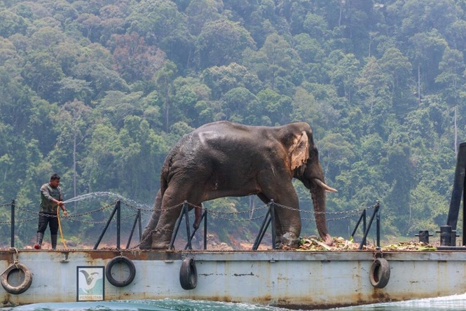 Image from: ‘ Sulong, ‘Raja Penyu’, selamat datang dan pulang ke Terengganu’