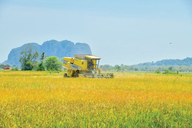 Image from: Pesawah sambut baik, tapi bimbang bayaran IPP lewat