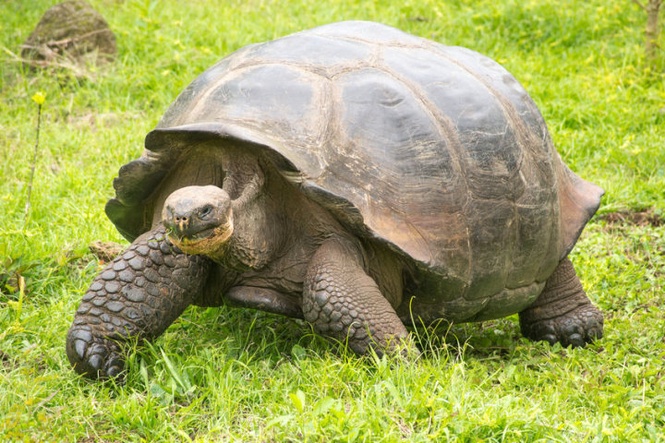 Image from: Populasi kura-kura gergasi atasi penduduk Seychelles