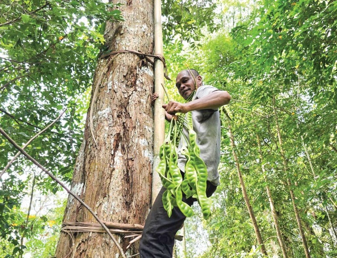 Image from: Bergadai nyawa panjat pokok petai 100 kaki