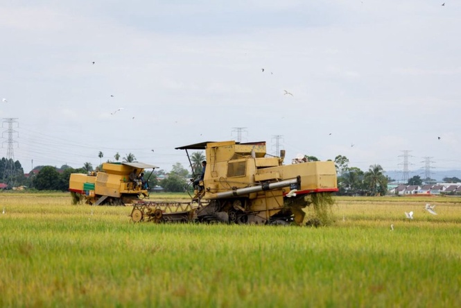 Image from: Segera agih pampasan pesawah terkesan baja lewat