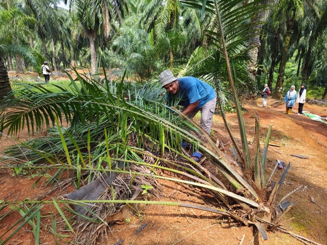 Image from: Pekebun sawit bimbang gajah liar rosakkan tanaman