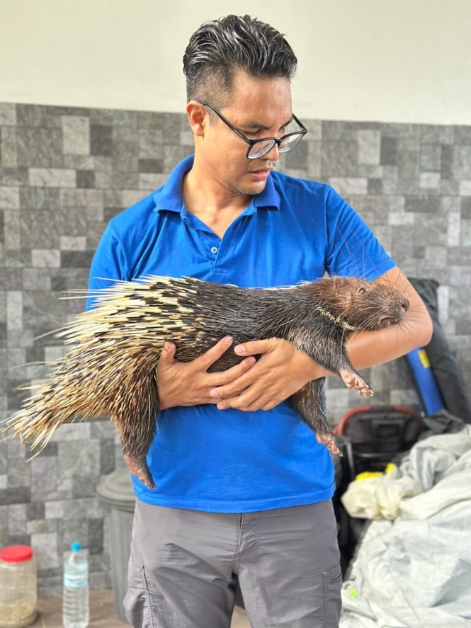 Image from: Blacky pandai buka sangkar, bawa geng berjalan