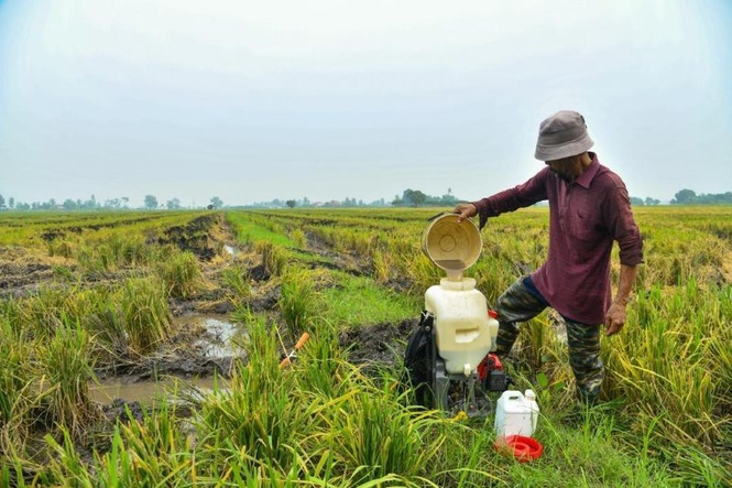 Image from: Salurkan terus subsidi RM4,300 kepada pesawah
