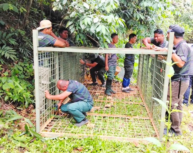 Image from: Dua perangkap harimau dipasang, penduduk waspada