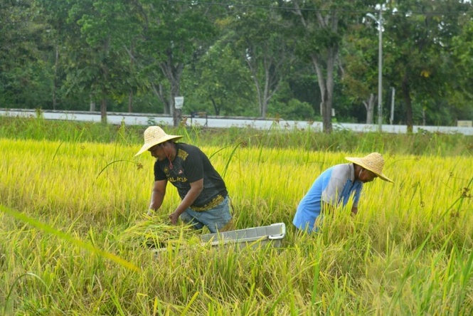 Image from: Pesawah mahu transformasi menyeluruh industri padi
