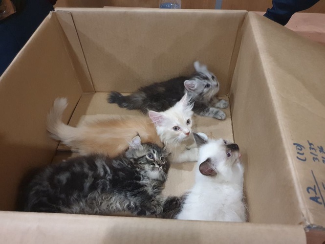 Image from: Pemandu bas sekolah dipecat selepas biar murid selamatkan anak kucing cedera
