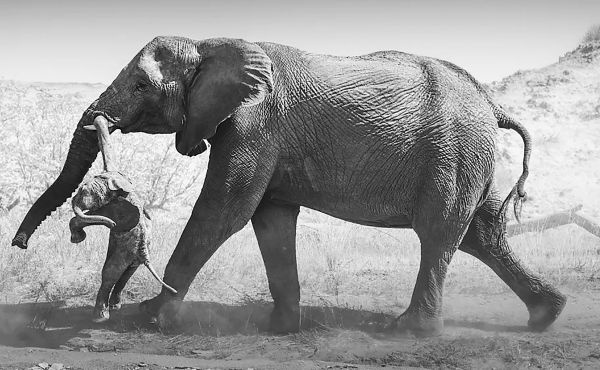 Image from: Foto ikonik rungkai kisah tragis ‘gajah meroyan’