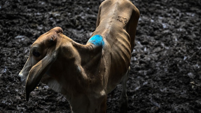 Image from: El Nino paksa penternak jual lembu murah