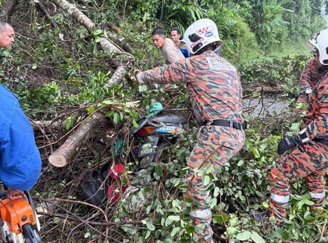 Image from: Lelaki maut dihempap pokok semasa tunggang motosikal