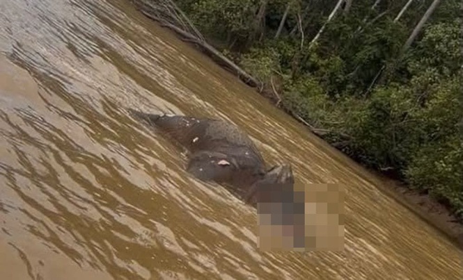 Image from: Bangkai gajah ditemukan hanyut di Sungai Kinabatangan