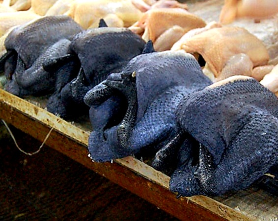 Image from: Ban Revised: Only Kampung and Black Chickens May Now Go to Singapore.